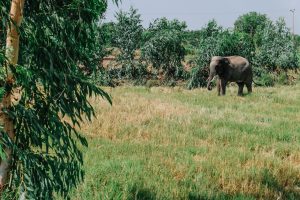 Thailand Projekt Elefanten